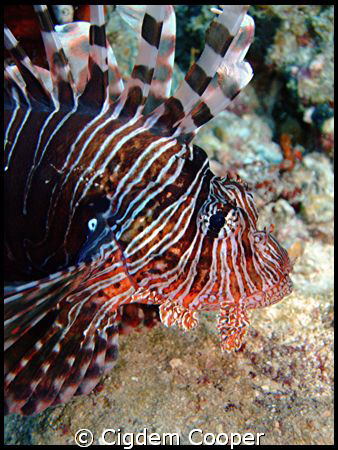 Common Lionfish. by Cigdem Cooper 