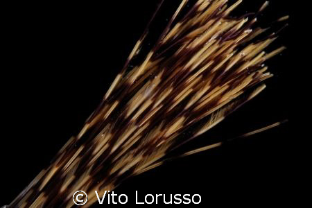Worms - Sabella spallanzanii (detail) by Vito Lorusso 