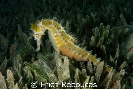 Seahorse in the seagrass.
Nuweiba, Egypt. by Erich Reboucas 