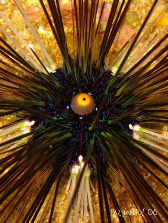 Anal cone of a long-spined sea urchin by Paz Maria De Vera-Santos 