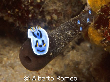NUDIBRANCH WITH VERY RARE YOUNGLINGS ON THE SPONGE
 Mana... by Alberto Romeo 