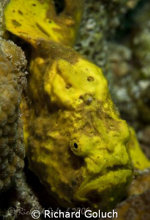 Frogfish-Bonaire-Canon 5D 100 mm macro by Richard Goluch 