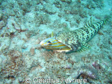 Sand Diver by Claudius Fevriere 