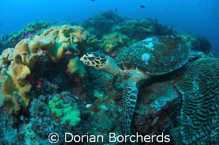 Hawksbill Turtle at Peter's Patch by Dorian Borcherds 