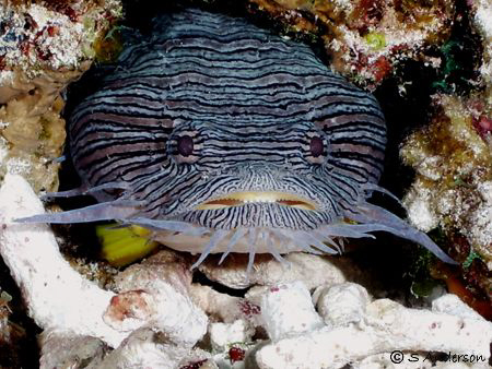 The Splendid Toadfish, a fish native to the waters off Co... by Steven Anderson 