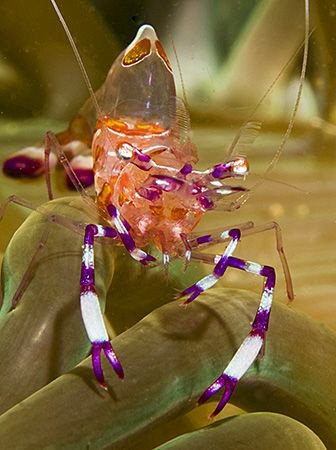 Anemone Shrimp (Periclimenes holthuisi) from Anilao. by Jim Chambers 