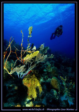 My friend Bernard - diving Bonaire Island. by Michel Lonfat 