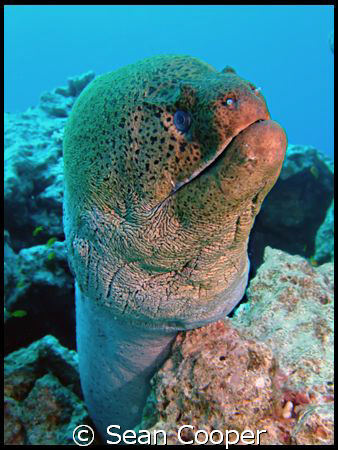 Giant Moray by Sean Cooper 