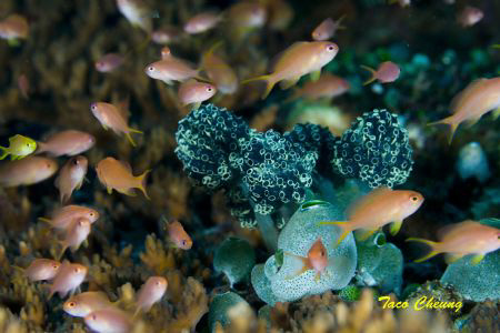 Basslets @ Anilao by Taco Cheung 