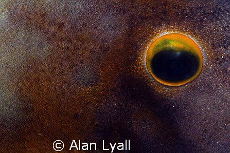 White spotted filefish - Bonaire - Canon EOS350D; EF-S 60... by Alan Lyall 