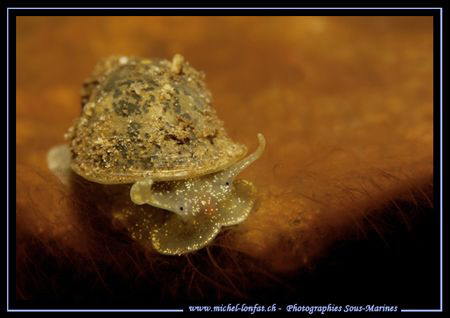 Freshwater Snail - Limnée auriculaire (Lymnaea auriculari... by Michel Lonfat 