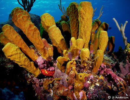 A bouquet of color! This photo of Yellow Tube Sponges was... by Steven Anderson 