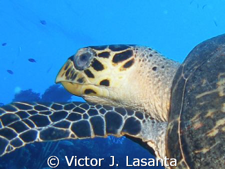 hawksbill turtle at two for you dive site in parguera are... by Victor J. Lasanta 