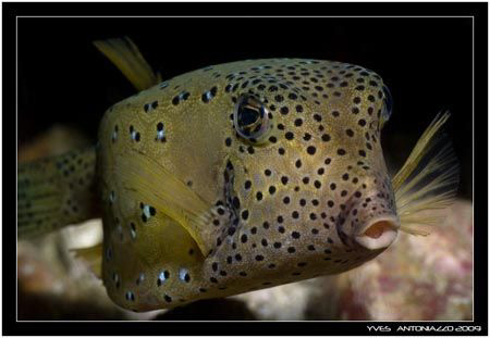Yellow boxfish close-up    Fuji S5 Pro/105 VR by Yves Antoniazzo 