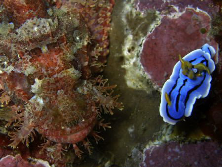 Nudi and friend! Look for the fish too!! Casio exilim by Andrew Macleod 