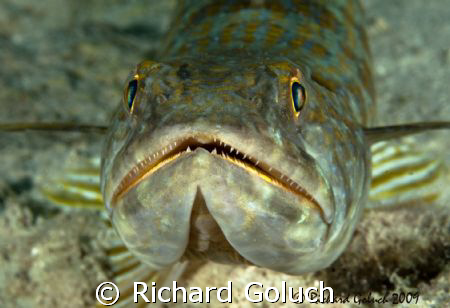 Sand Diver -Bonaire-Me and him were very patient. Canon 5... by Richard Goluch 