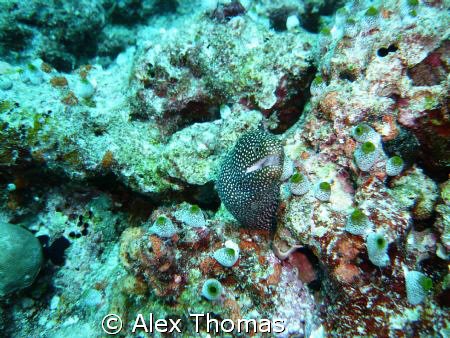 The photo i took when i was in the maldives the moray had... by Alex Thomas 
