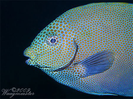 Gold spotted Rabbitfish (Siganus chrysospilos) - Tulamben... by Marco Waagmeester 