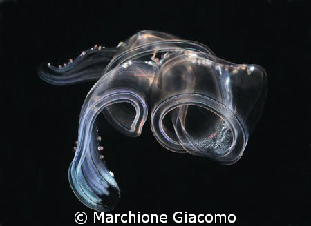 Luminescenze: Nikon D200, 60micro, twin strobo
Ligurian sea by Marchione Giacomo 