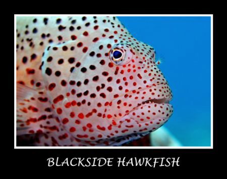 Caught this Blacksided Hawkfish resting on a coral head. ... by Stuart Ganz 