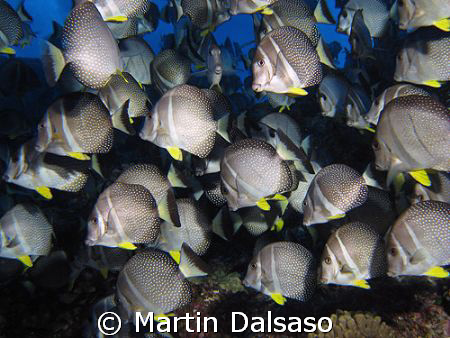 White-Spotted Surgeonfish schooling in a surge zone @ 20 ... by Martin Dalsaso 
