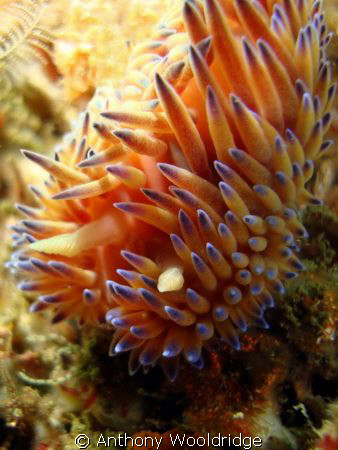 Gas Flame Nudibranch at Phillips Reef in Port Elizabeth by Anthony Wooldridge 