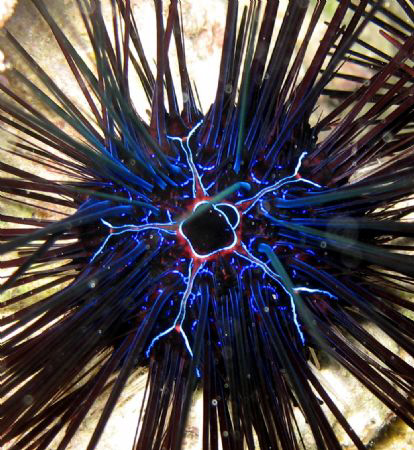 Sea urchin going off by Eric Fly 