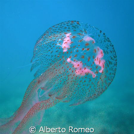 Jellyfish Pelagia noctiluca; it is very urticant. Note th... by Alberto Romeo 