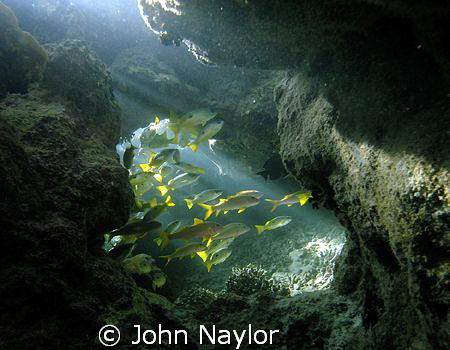 snappers in a cave at marsa shagra by John Naylor 