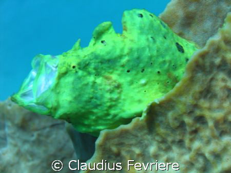 Frogfish by Claudius Fevriere 