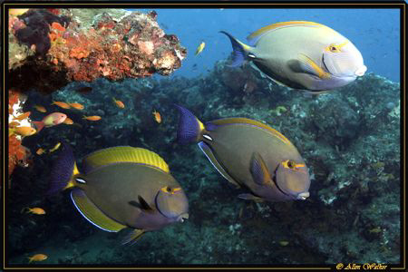 Surgeon Fish showing of colours at cleaner station! (they... by Allen Walker 