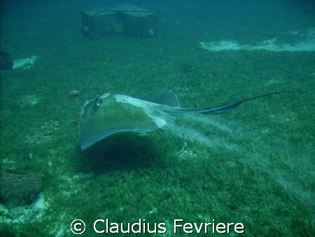 Stingray by Claudius Fevriere 