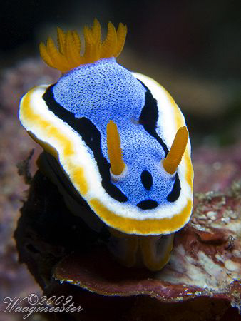 Annae on stage (Chromodoris annae) - Crystal Bay, Bali (C... by Marco Waagmeester 