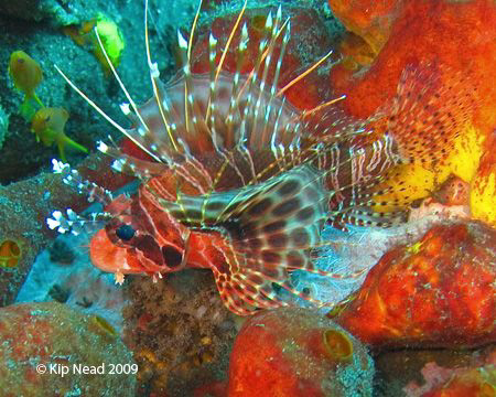 My favorite Zebra Lionfish shot. No special effects here,... by Kip Nead 