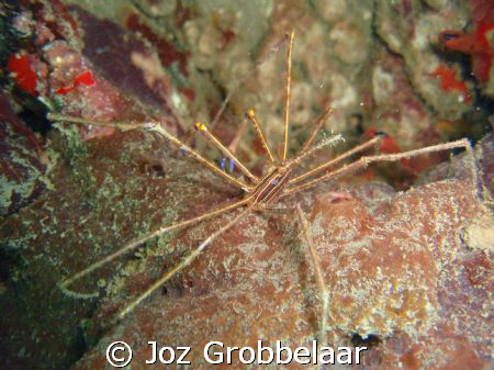 Spider crab by Joz Grobbelaar 