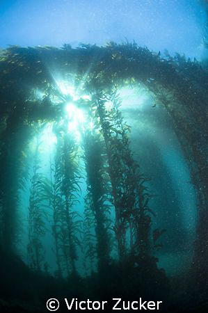 kelp light by Victor Zucker 