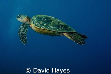 Green Sea Turtle off the coast of Maui. by David Hayes 