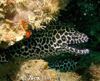 Spotted Moray saying Hi! by Alex Lim 
