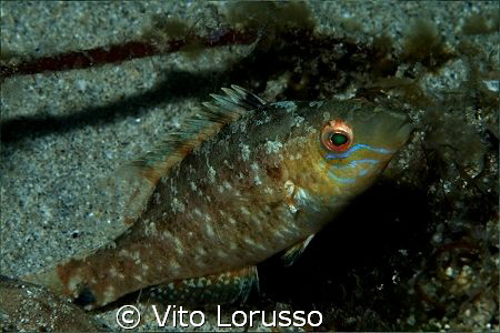 Fishs - Labrus bimaculatus by Vito Lorusso 
