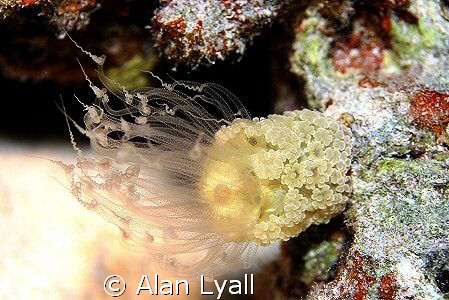 Alicia anemone - night dive - Canon EOS350D; EF-S 60mm; s... by Alan Lyall 