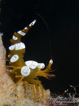Squat Anemone Shrimp (Thor amboinensis) - Tulamben, Bali ... by Marco Waagmeester 