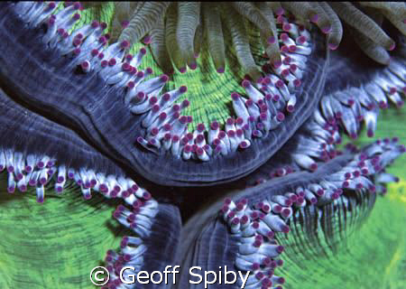 anemone abstract by Geoff Spiby 