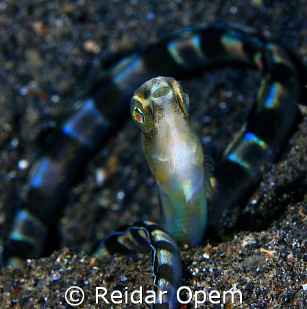 Snake eel blenny by Reidar Opem 