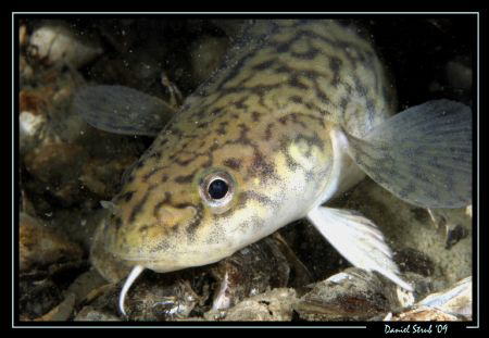 Burbot, taken on a night dive with Sven. Great dive. by Daniel Strub 