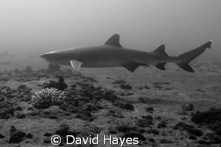 White Tip Reef shark at Mala Warf on Maui. by David Hayes 