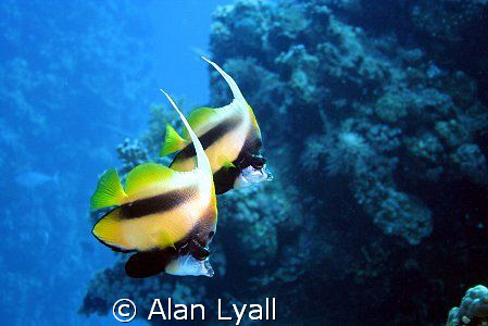Red Sea bannerfish - Canon EOS350D; EF-S 18-55mm (set at ... by Alan Lyall 