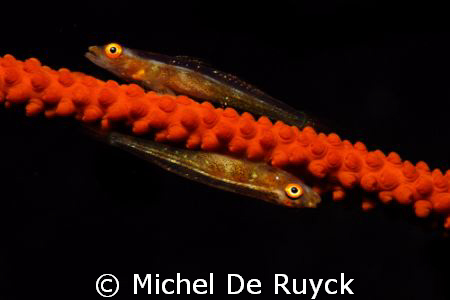 Meeting of Whip Coral Goby taken in Amed, Bali by Michel De Ruyck 