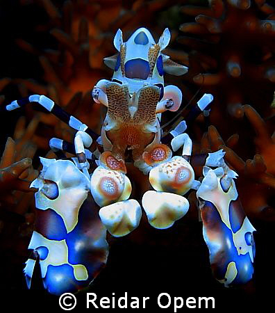 Blue harlequin shrimp (Hymenocera elegans) by Reidar Opem 