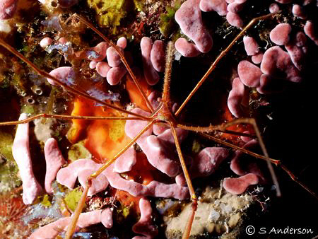 This image of a Arrow Crab was taken during a dive on Par... by Steven Anderson 