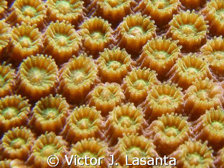 close -up to a star coral at windows dive site in parguer... by Victor J. Lasanta 